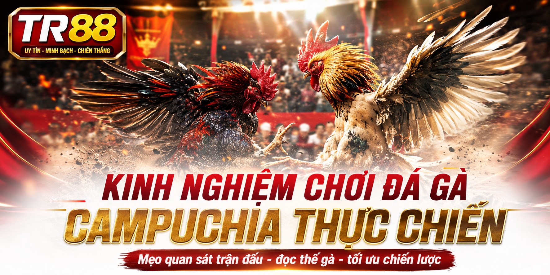 Kinh Nghiệm Chơi Đá Gà Campuchia - Làm Chủ Trường Gà TR88