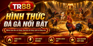 đá gà nổi bật tại TR88