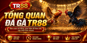 Tổng quan đá gà TR88
